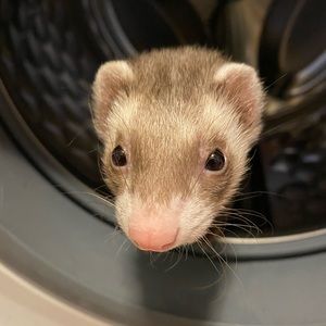 Meet your Posher, Michael